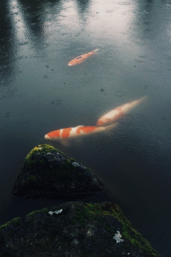 ominousraincloud:  koi playing coy | By Anatomy