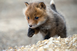  Fox Cubs | Ivan Kislov  dusqphire!!!