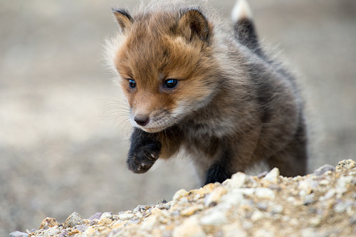  Fox Cubs | Ivan Kislov 