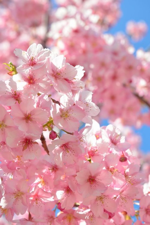 norisunorin: 奈良県　 馬見丘陵公園 　河津桜 Nara Umamikyuryopark