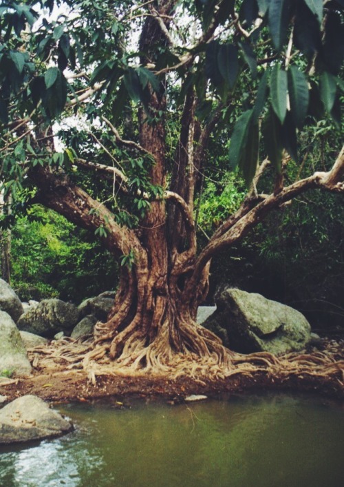 upclosefromafar: remedytoyourneeds: ॐ☮Nature, Spiritual, Hippie☮ॐ ☼⊱☯~ℕirvana~☯⊰☼