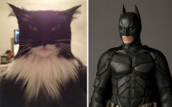 theprincesswincess:  Cats that look like other things Pt. I