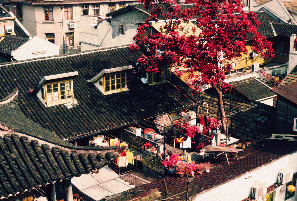 lunaoki:  rooftop garden shot in shanghai, china using infrared film by kert gartner