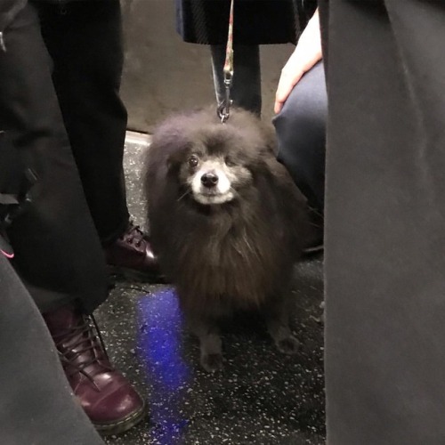 Ruff commute this morning . . #subway #dogsofinstagram #subwaydogs #manhattan #newyork #newyorkcity 