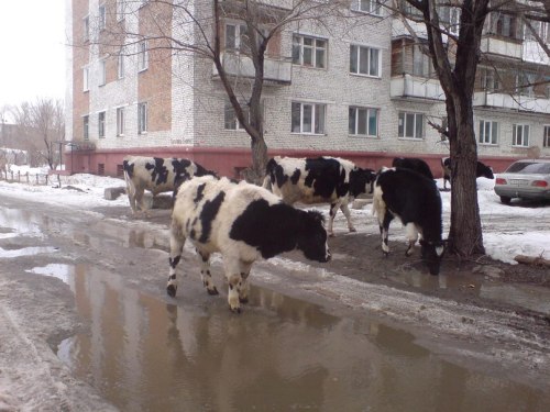 fuckyeahomsk:Omsk, Siberia