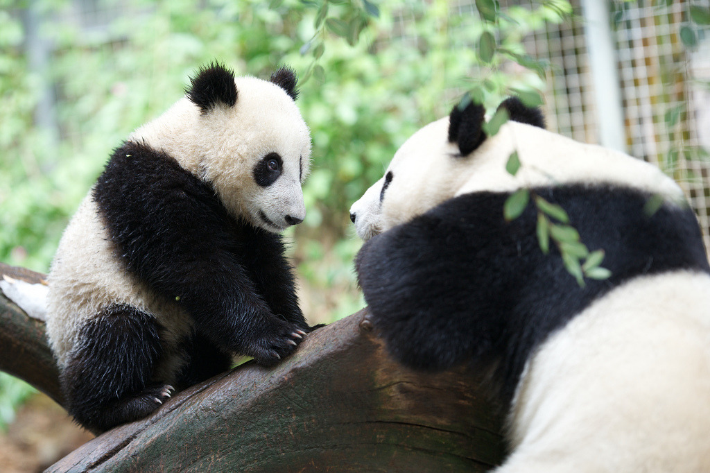 giantpandaphotos:  Xiao Liwu and his mother Bai Yun at the San Diego Zoo on August