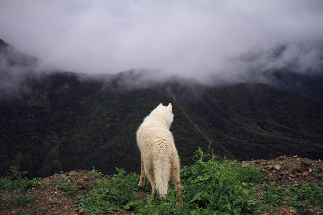 johnandwolf:Up above the east fork of the San Gabriel River. Angeles National Forest,