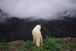 Johnandwolf:up Above The East Fork Of The San Gabriel River. Angeles National Forest,