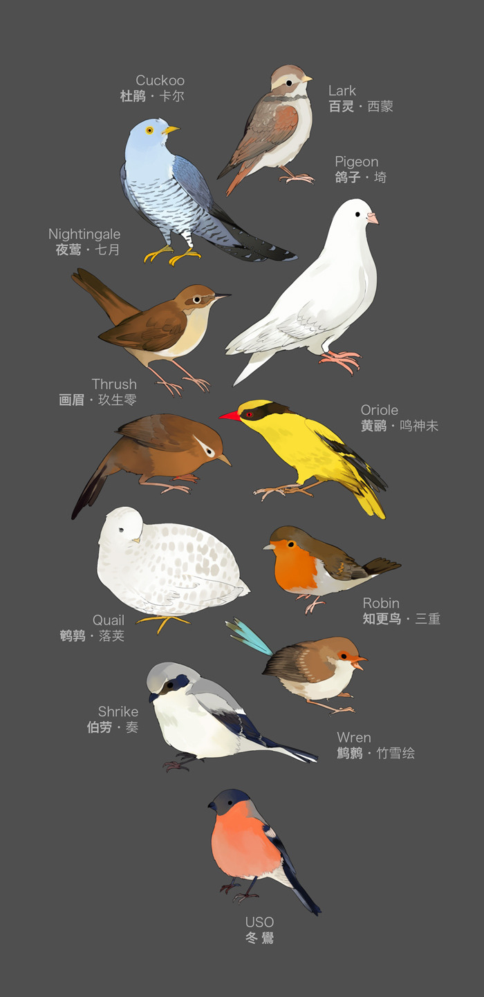 kaninn:  BIRDS❤ ❤Birds Soo much XDexercise illustration! some of them has photo