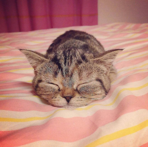 justcatposts:Sweet dreams!