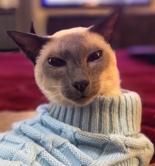 barkycatbros:Henry is gearing up for his afternoon nap.