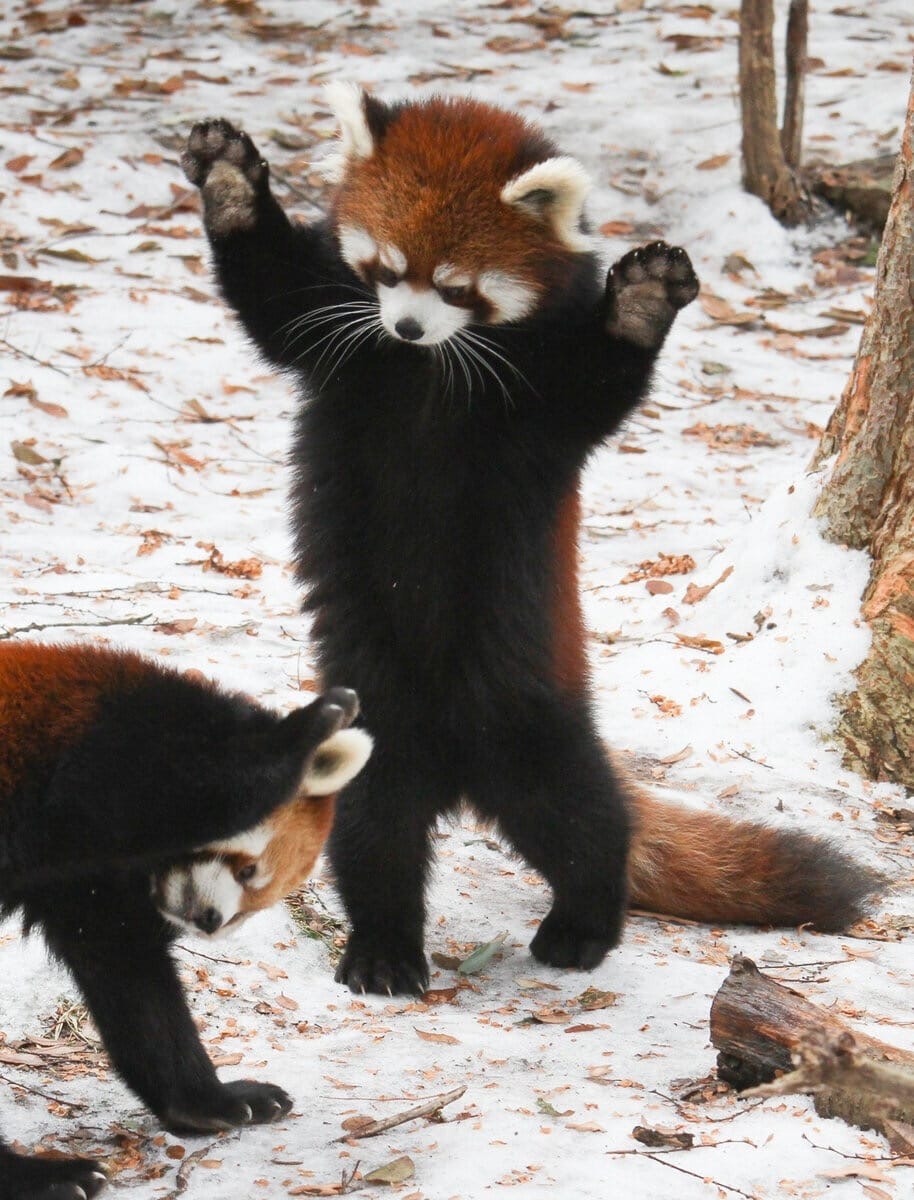 Угрожающие позы. Красная енотовидная Панда. Малая (красная, рыжая, енотовидная) Панда. Гималайская красная Панда. Карликовая красная Панда.