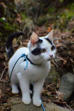worldofthecutestcuties:  Meet Tillamook, my adventurous hiking kitten