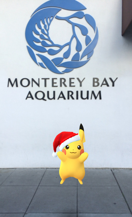 montereybayaquarium:Looks like someone is getting into the holiday spirit! Tough to Pikachu-se a bet