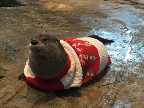 mellehbeans: yourbrothershotfriend: REBLOG THE CHRISTMAS OTTER IN 10 SECONDS FOR BOUNTIFUL GIFTS AND