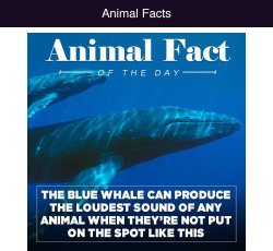 tastefullyoffensive:  Animal Facts of the