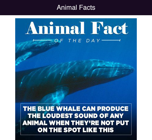 tastefullyoffensive:  Animal Facts of the porn pictures