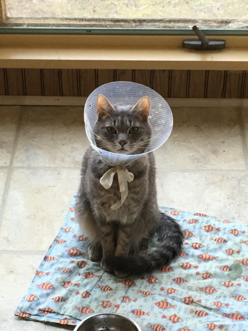 dakigetsfit: Tezzeret and his jaunty bow on his last day of cone wearing.