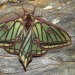 trulyvincent:Spanish Moon Moths