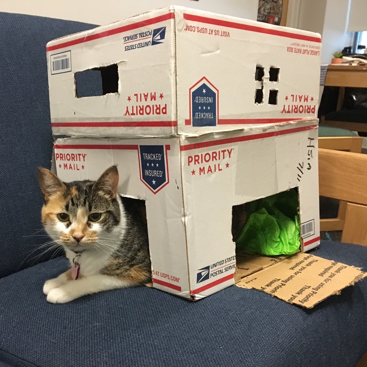 penicillium-pusher: penicillium-pusher:   Naomi loves laying in boxes, but she was