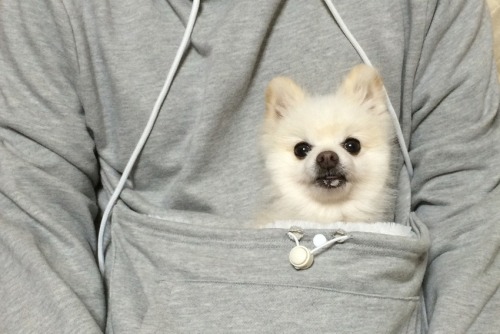 mashable: All owners of small pets should have this hoodie!