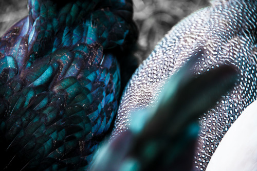 unkemptgardens: black feathers with vibrance enhanced are my favorite 9.23.15