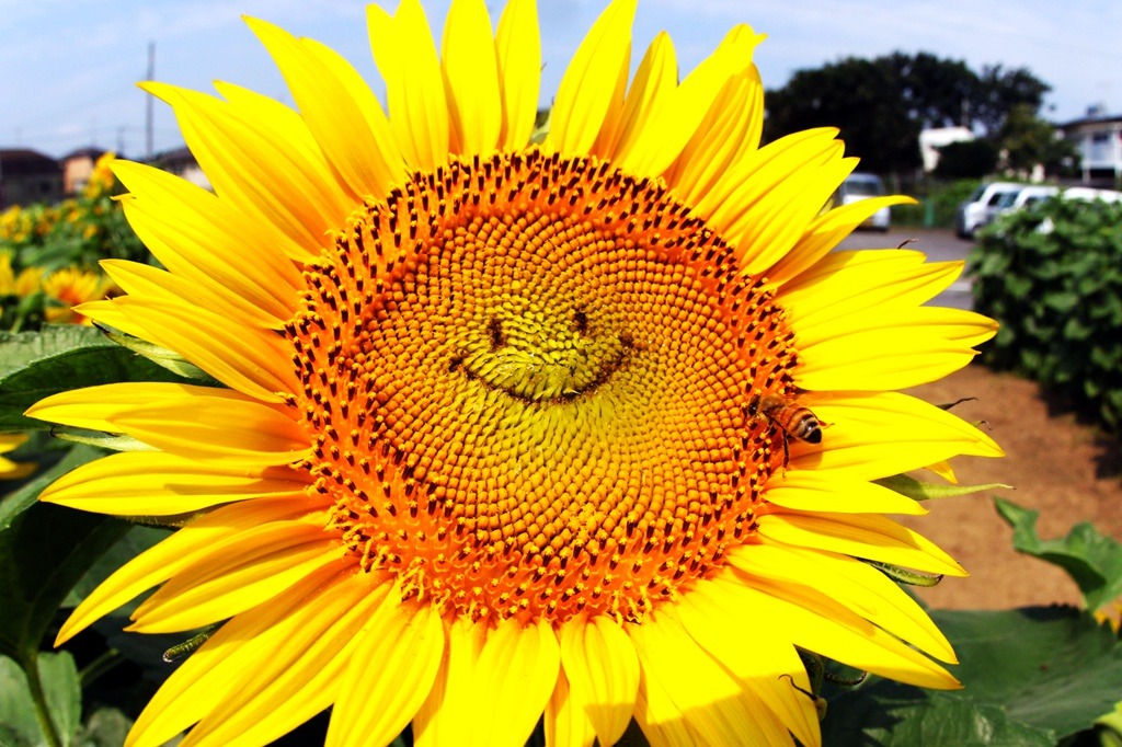 hapisan:  younger-than-the-soul:  cctvnews:  Smiling sunflowers greet visitors in