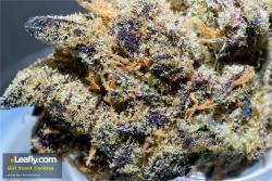 Theheroicchemist:  Girl Scout Cookies, Nicknamed Gsc Is A Cross Between Og Kush And