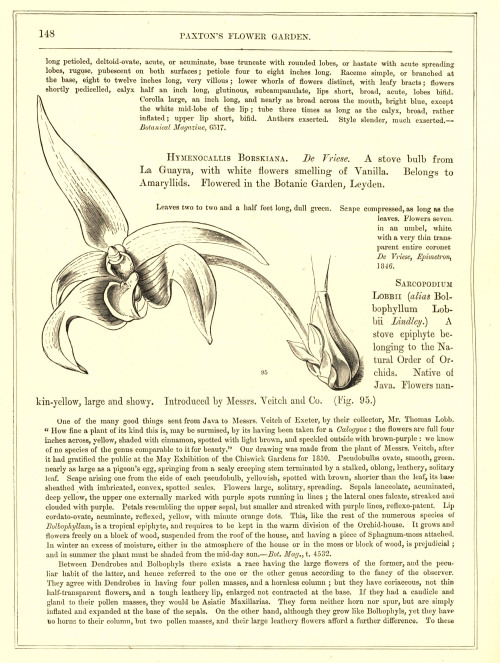 uwmspeccoll:Flora and SylvaToday we present illustrations from Volume One of the revised edition of 