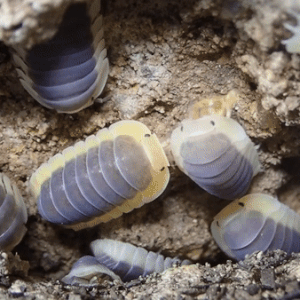 mothbuddies:Asiatic Isopod on yt