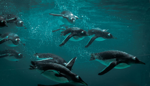 dynamicoceans:Penguins flying underwater by Digisnapper on Flickr.