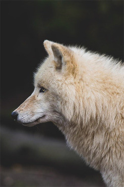 thelavishsociety:   Arctic Wolf by Jean-Claude