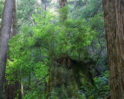 steepravine:  Norcal Forest Scenes(Mendocino, California - 6/2016)