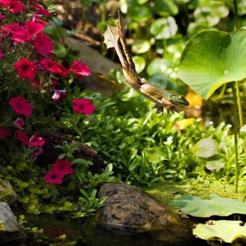 #frog #Aquascapeinc #leap #jump #pond #watergarden #flowers #determination #leapoffaith #plants #garden #photooftheday #like #photo #landscape #nature #naturelovers #green #MotherNature #ribbit