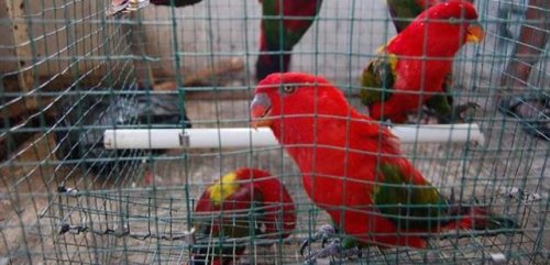 A new action plan to tackle illegal parrot trading in Indonesia http://dlvr.it/QczG7w