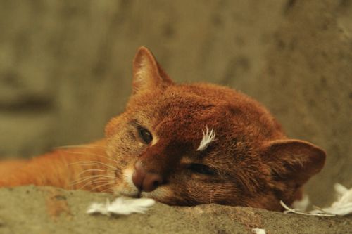 Can we take time to appreciate this ridiculous jaguarundi lounging about in a pile of feathers? 