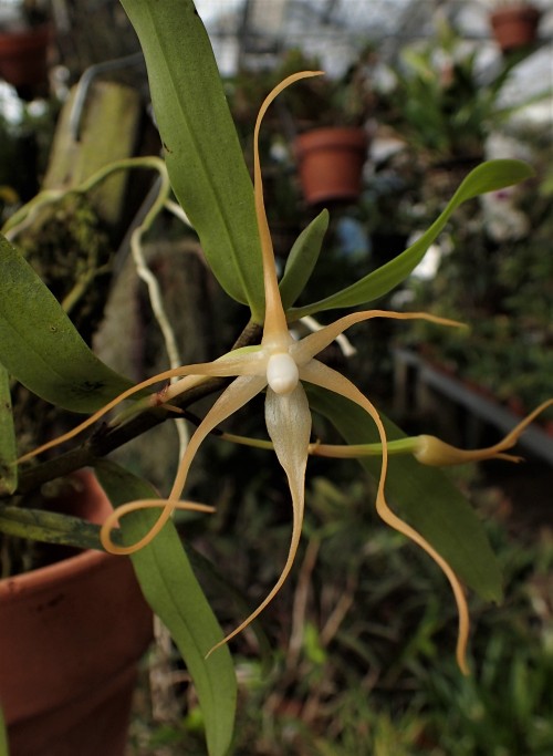 orchid-a-day:  Angraecum corrugatumSyn.: