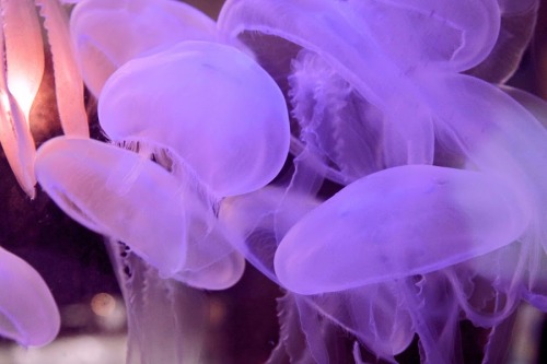 mooonjellies: Praveen Chand