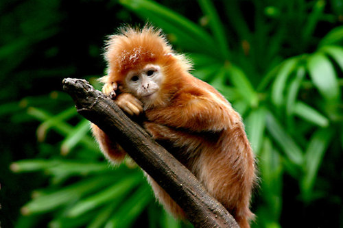 animaladdiction: Golden Marmoset | animal blog