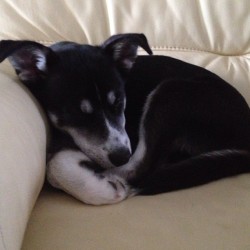 Miko =] #husky #sistersdog #love #baby #cute #sleeping