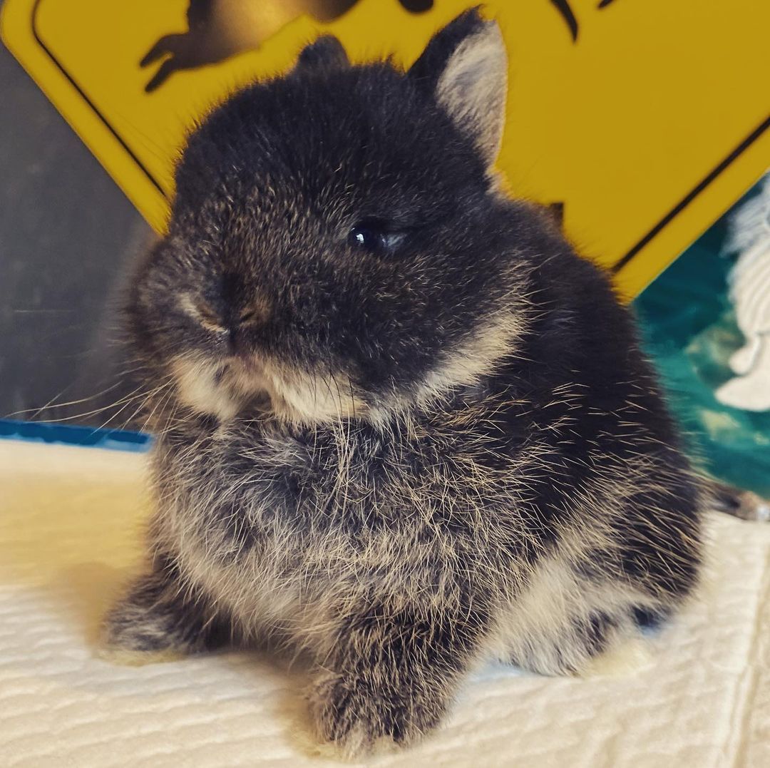 Rabbitlove Explore Tumblr Posts And Blogs Tumgir Rabbitlove Explore Tumblr Posts And Blogs Tumgir