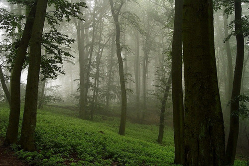 captain1aardvark: Neverwinter Forest… by Arkadiusz Via Flickr: Misty forest on Wolin island&h