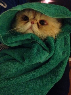 derpycats:  E.T. phone home. https://www.facebook.com/LucifurFluffypants