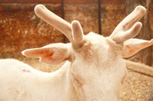 When I visited the zoo, I fell in love with the white deer.