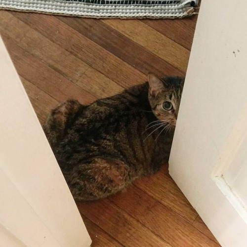 Cats might pretend they&rsquo;re cool and independent, but this loser waits outside the bathroom for