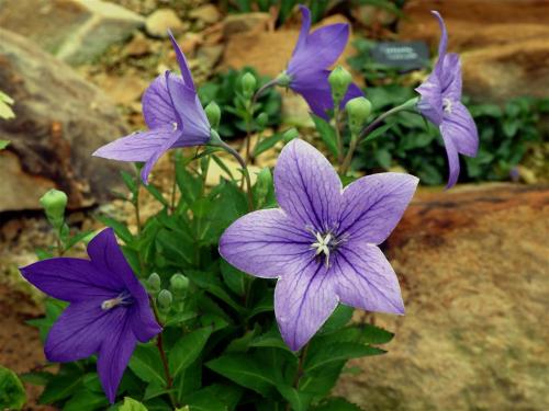 Platycodon Grandiflorus also known as Balloon Flower and Chinese Bell Flower.  