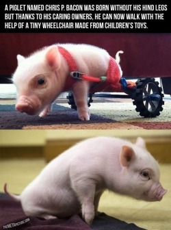 nialls-luckycharms:  lolsofunny:  thefrogman:  Chris P. Bacon [twitter | facebook] [source]  (lol here!)  OMG I COULDN’T PASS IT UP LOOK HOW CUTE IT IS, LOOK AT THAT LITTLE PINK FACE AND TELL ME IT’S NOT CUTE OMG!!!! It looks so happy like “Yeah