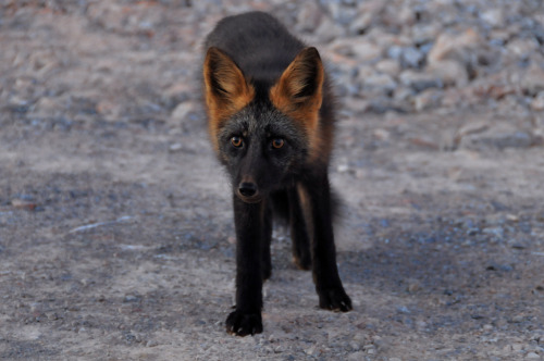 llbwwb:   The Summer Of The Variant Fox (by Zircon_215) 
