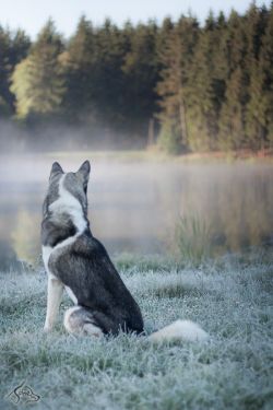 eqiunox:  Pond in the mist by Adéla Havlíčková