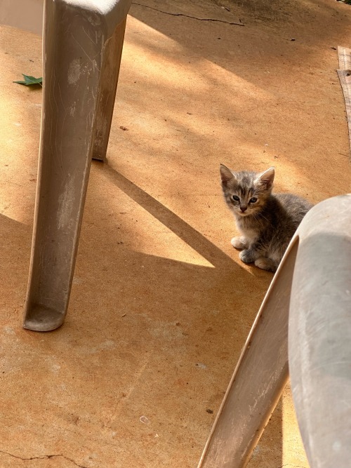 Couple Of Outdoor Cats And Kittens Eating & Chilling